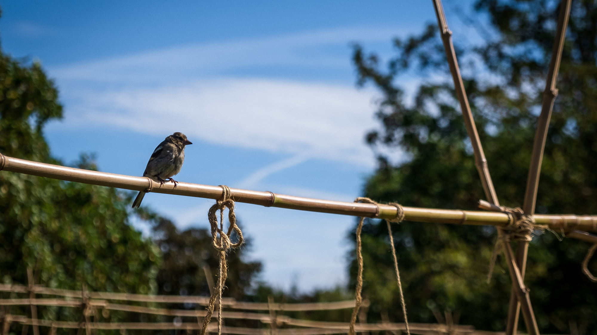 biodiversité toitures végétalisées