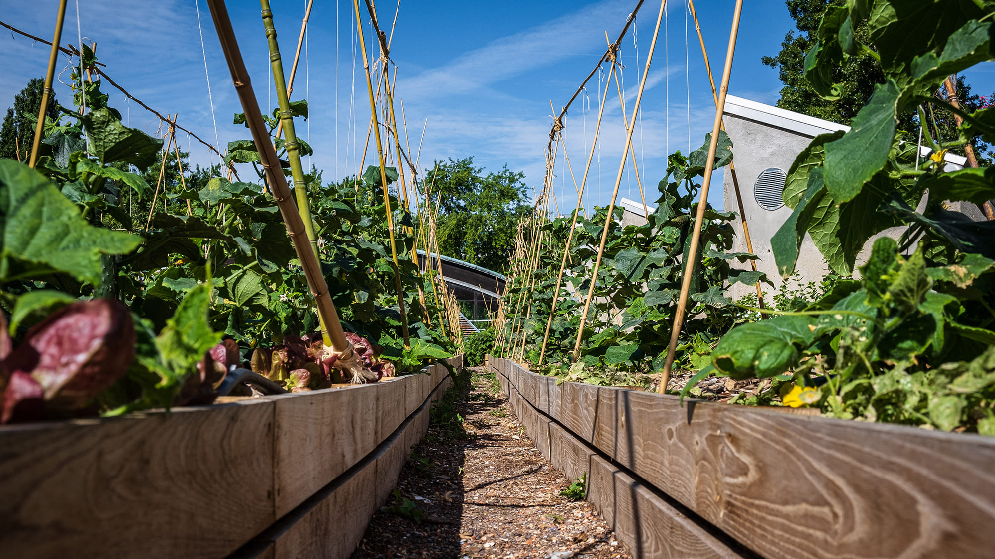 buttes cultures permaculture