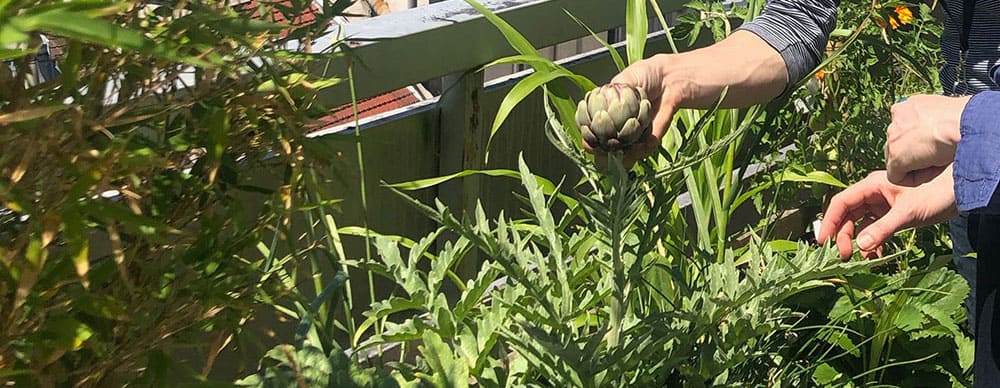 alimentation saine ferme urbaine