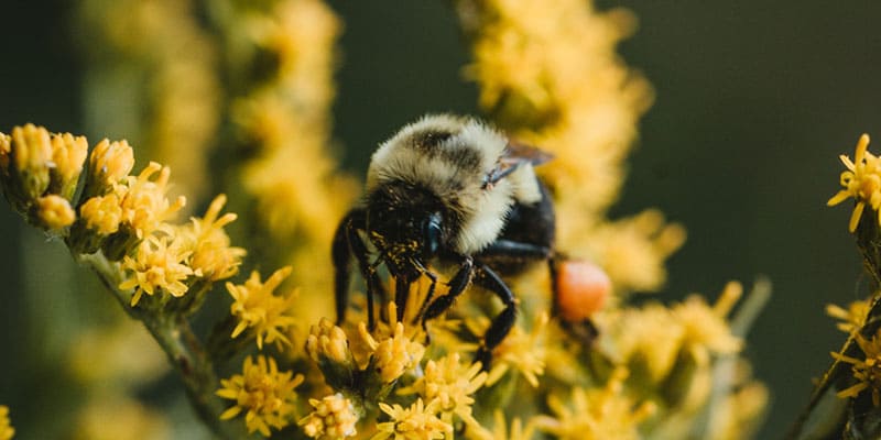biodiversité