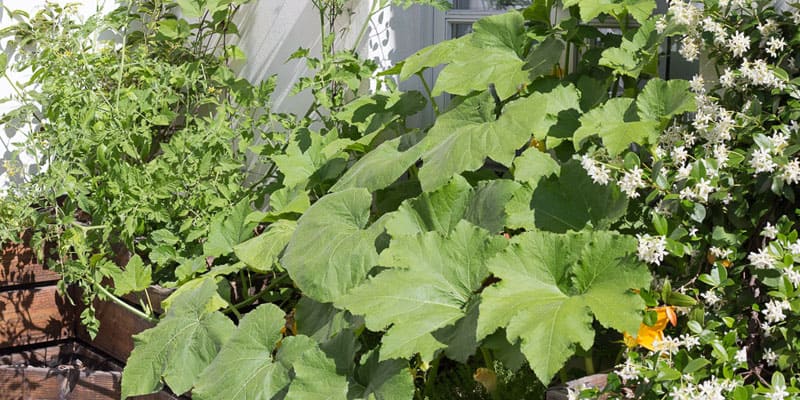 exploitation en permaculture