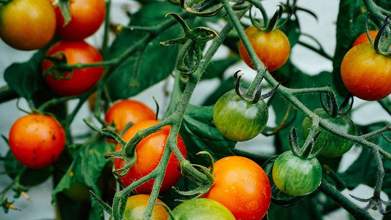 tomate potager urbain